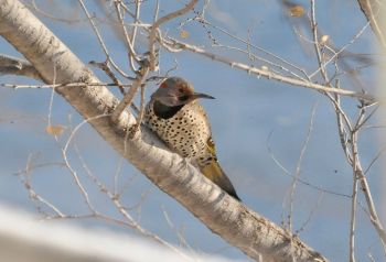 Flickers and other South Dakota birds will be recorded during the 2020 Audubon Christmas Bird Count. Photo by Bernie Hunhoff.