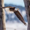 About 300 bald eagles spend the winter in South Dakota along the Missouri River or in the Black Hills. Photo by Harlan Humphrey.
