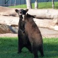 Bear Country USA is home to the largest collection of privately owned black bear in the world.