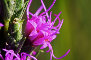 Gayfeather in bloom in the hills west of Lake Hendricks.