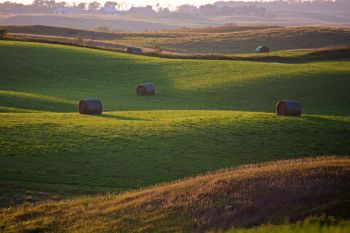 A hayfield in the evening light near Lake Cochrane in Deuel County.