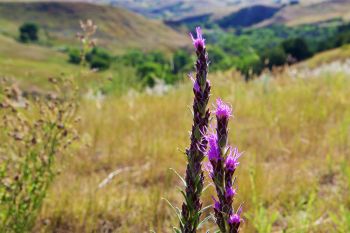 Dotted Gayfeather just starting to bloom on Moreau River breaks.