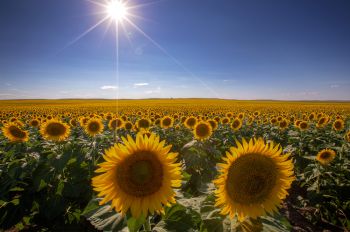 Sunflowers in bloom near Hayes.