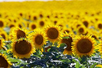 Sunflowers in bloom east of Hayes.