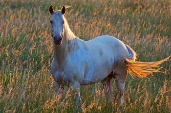 Evening light on a horse pasture in the Bijou Hills of Brule County.