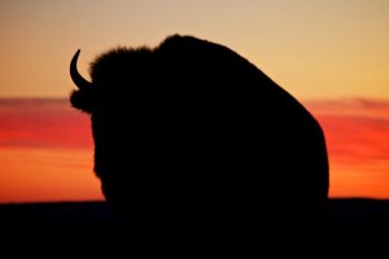 Silhouette of a bison cow.