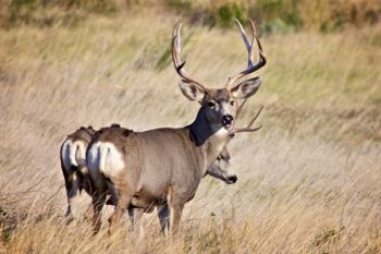 Mule deer grazing near Quinn Road along the north boundary of Badlands National Park.