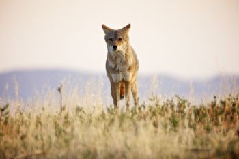 A coyote hunting prairie dogs near Big Foot Pass.