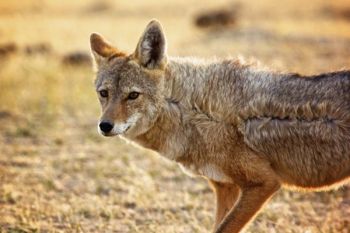 The prairies above the badland formations is often windy as evidenced by the fur of this coyote hunting near the ridge of the Badlands.