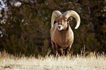 An impressive bighorn sheep near Dillon Pass.