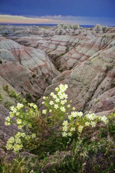Ten petal blazing star flowers cling to the edges and sides of the badland formations.