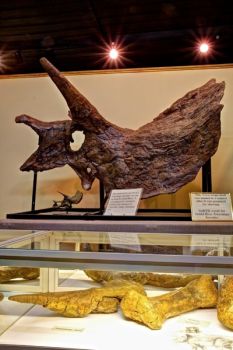 Grand River Museum’s Triceratops display.