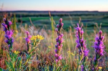 Dotted gayfeather flowers with the wall formation on the horizon.