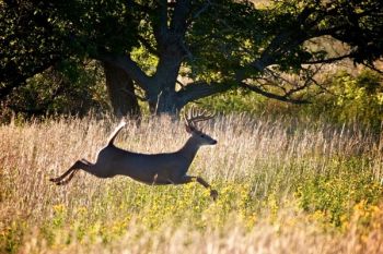 A 6X7 whitetail fleeing from the photographer.