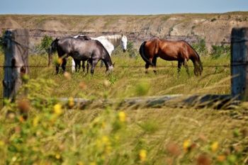 Ranch horses grazing with Grand River cliffs in the distance.