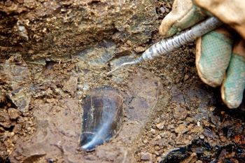 A T-Rex tooth newly uncovered.