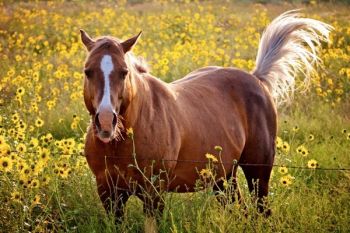 A rancher’s horse along the northern border of the Sand Hills.