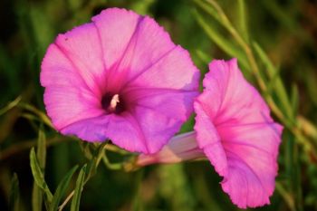 These bush morning glory blossoms opened up in a matter of 15 minutes as the sun rose in the sky.