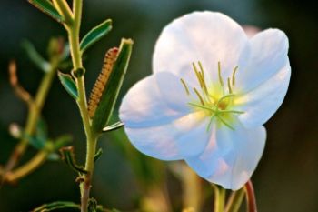 A gumbo evening primrose with an unidentified caterpillar in the background.