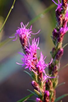 A dotted gayfeather.