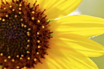 A close-up of a sunflower along a dike road near LaCreek’s headquarters.