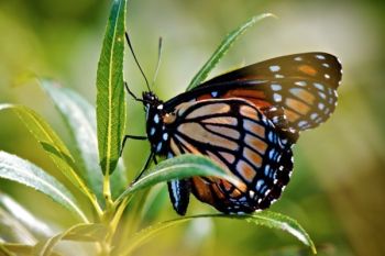 A viceroy butterfly on the western edge of LaCreek Wildlife Refuge. These butterflies are smaller and have a black stripe through the wings that sets them apart from the Monarch.