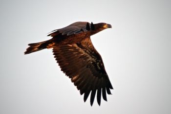 This young eagle was spooked unknowingly by me while hiking a trail. In his efforts to fly away, he dipped in close enough for me to catch this photo.