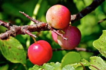 Wild plums trees line the dikes near the park’s headquarters.