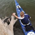 A cottonwood stump served as a launching point for kayaker Matt Perkins of Meckling.