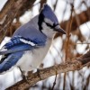 A bush or tree near a bird feeder will allow the birds a place to rest when they aren’t feeding.