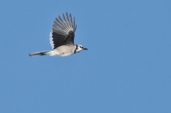 With practice, catching a bird in flight is possible. Just remember it’s going to take a lot of shots.