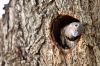 A curious young flicker pops her head out of her home on a hot summer afternoon.