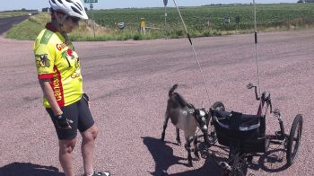 A stray goat eyes Carl and Jan’s bike hungrily.