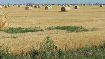 Bales in the wild.