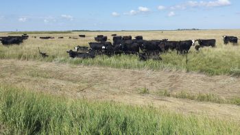 Cattle were fascinated by the Brushs' vehicle.