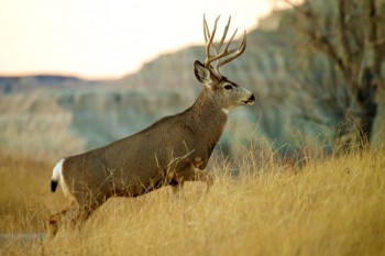 Mule Deer buck along Badlands National Park road.