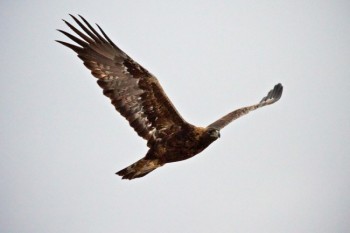 Golden eagle in flight near the short pine hills of northwestern South Dakota.