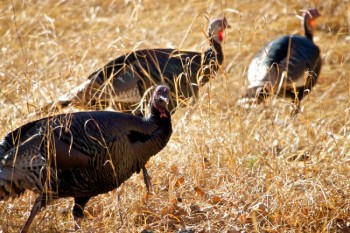 Wild turkey in Custer State Park.