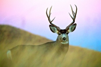 Mule deer buck along Badlands National Park road.
