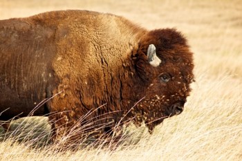 Bison bull in the Sage Creek wilderness area of Badlands National Park.