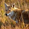 The coyote became South Dakota s state animal in 1949. Some have suggested the bison would be more representative of the state. Paul Higbee wonders if rattlesnakes should be considered. Photo by Christian Begeman