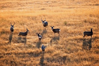 Mule deer south of Midland, South Dakota.