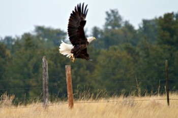 Bald eagle on the site of the old town of Burdock in the southern Black Hills.