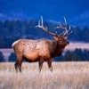 Elk in the early morning light at Wind Cave National Park.