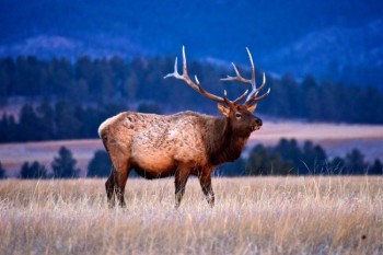 Elk in the early morning light at Wind Cave National Park.