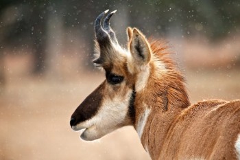 Pronghorn on the road in Custer State Park.