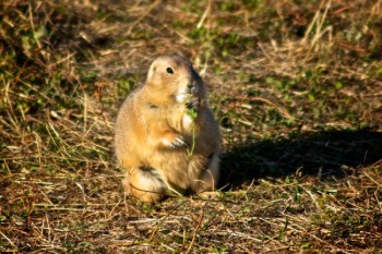 A prairie dog nibbles on a bit of greenery in Badlands National Park.