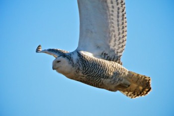 Snowy owl near the old town of Okobojo, located northeast of Pierre.