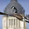 It takes a little practice, but capturing birds in flight almost always makes great photos, especially with unexpected backgrounds. Click to enlarge photos.