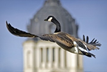 It takes a little practice, but capturing birds in flight almost always makes great photos, especially with unexpected backgrounds. Click to enlarge photos.